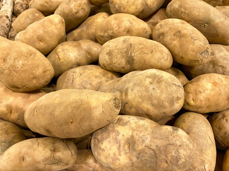 White Baking Potatoes in a Bin for Sale Stock Image Image of rural