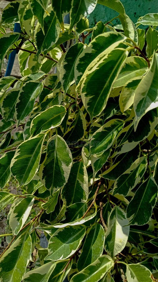 White Banyan, is a Plant that Has a Deep and Strong Root Structure and