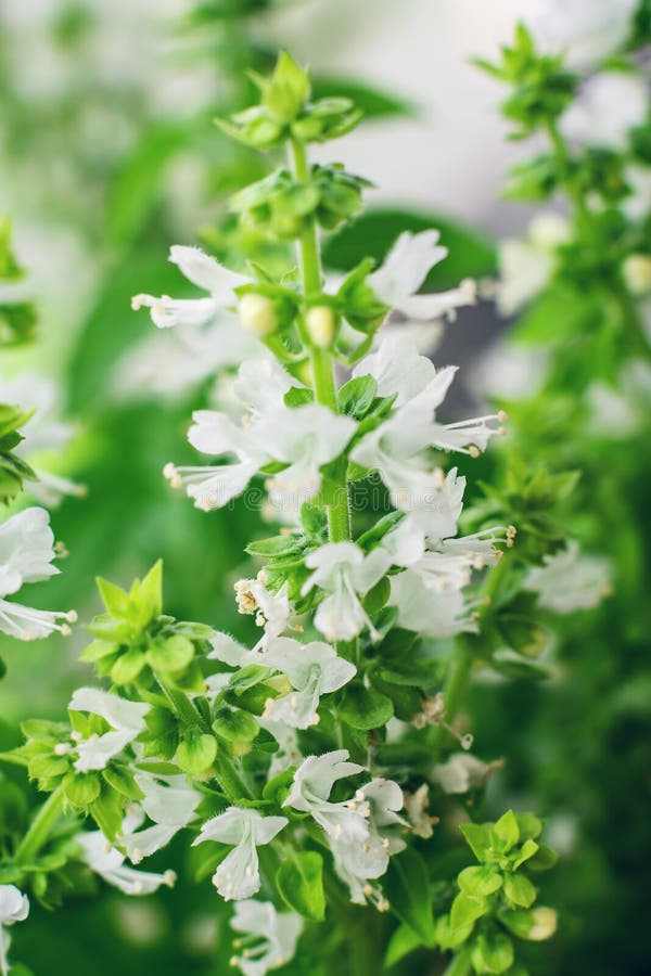 White basil flowers stock image. Image of detail, flavouring 98904515