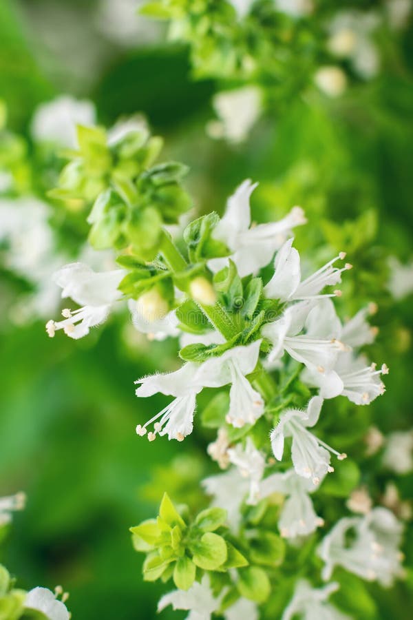 White Basil Flowers in Bloom Background, Purposely Blurred Stock Photo