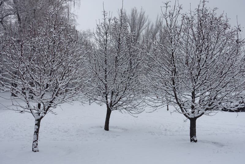 Whitebeam Trees Covered with Snow in Winter Stock Photo Image of leafless, park 117375506