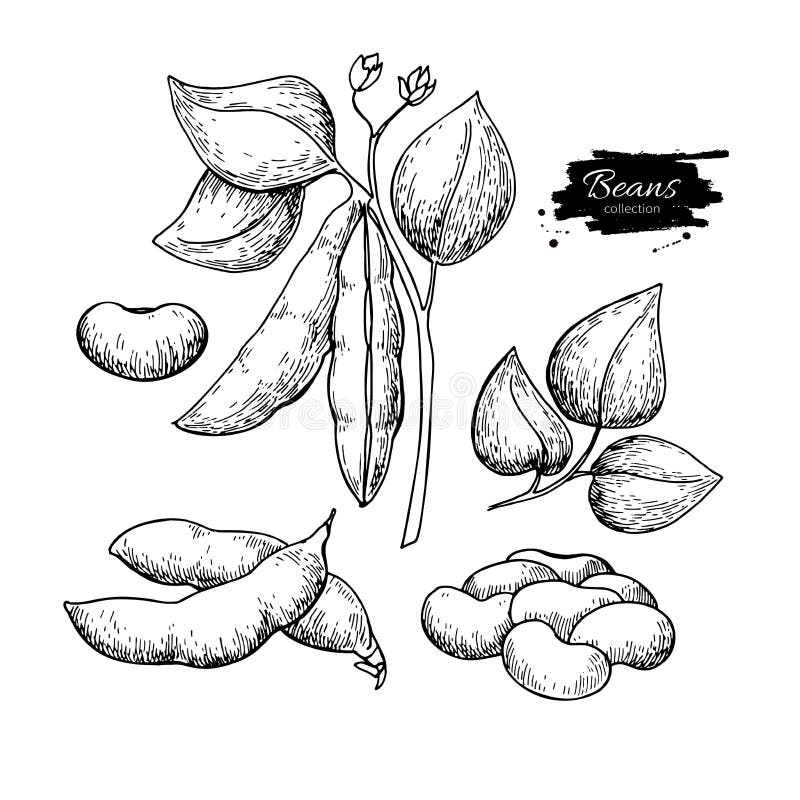 Bean Growing Kidney Plant Stock Illustrations 36 Bean Growing Kidney