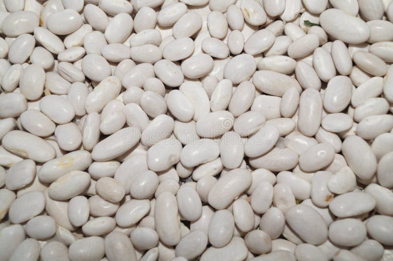 White beans stock photo White beans stock photo