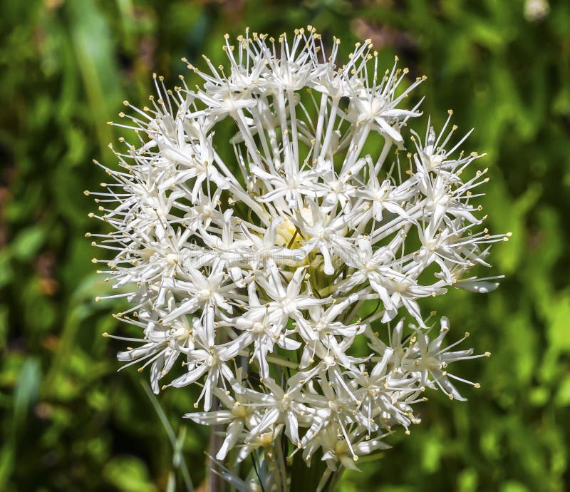 White Bear Grass Wildflower Mount Rainier Paradise stock image White Bear Grass Wildflower Mount Rainier Paradise stock image