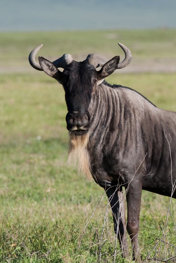 White-bearded gnu royalty free stock images