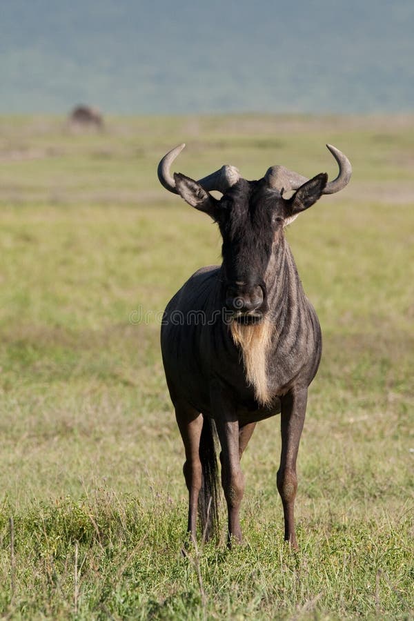White bearded gnu royalty free stock images