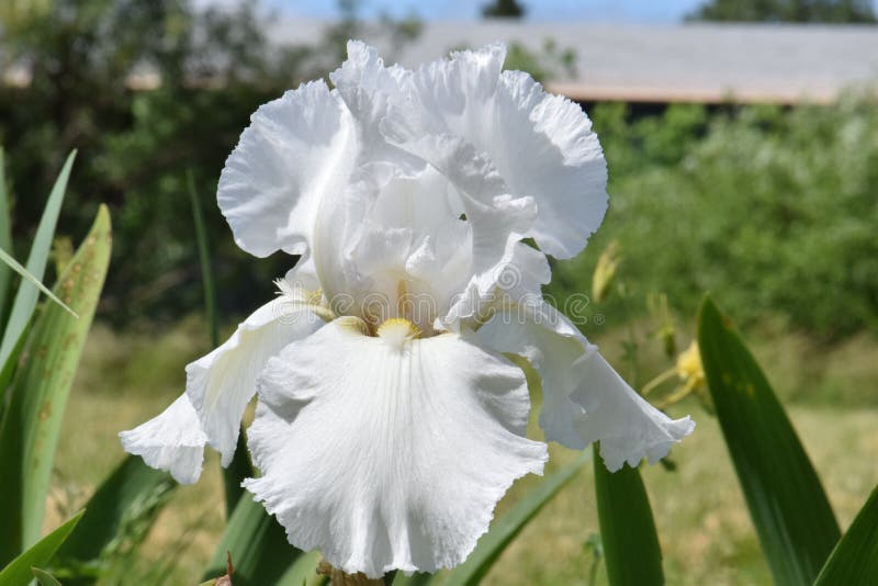 White Bearded Iris Flower in Sun Stock Image Image of nature, afternoon 111438511