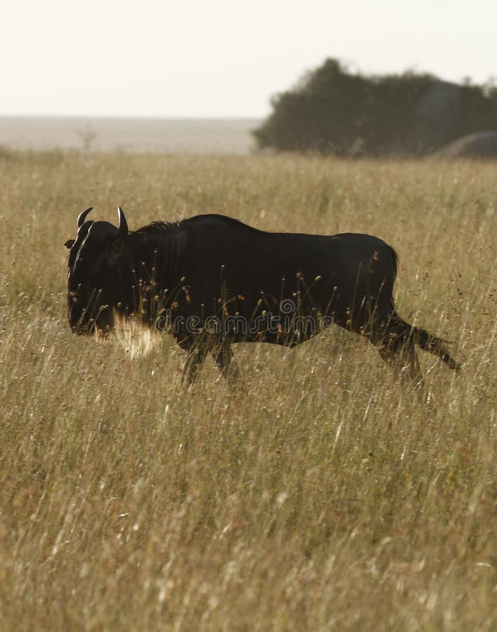 White-Bearded Wildebeest III stock photo