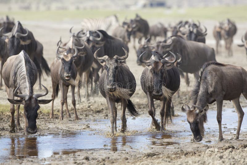 White Bearded Wildebeest on the migration drinking water. Tanzania royalty free stock photos