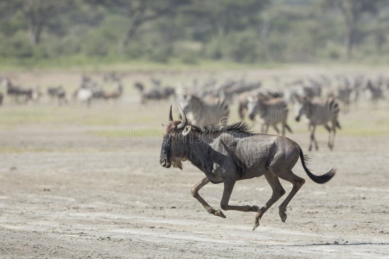 White Bearded Wildebeest running, Tanzania stock images