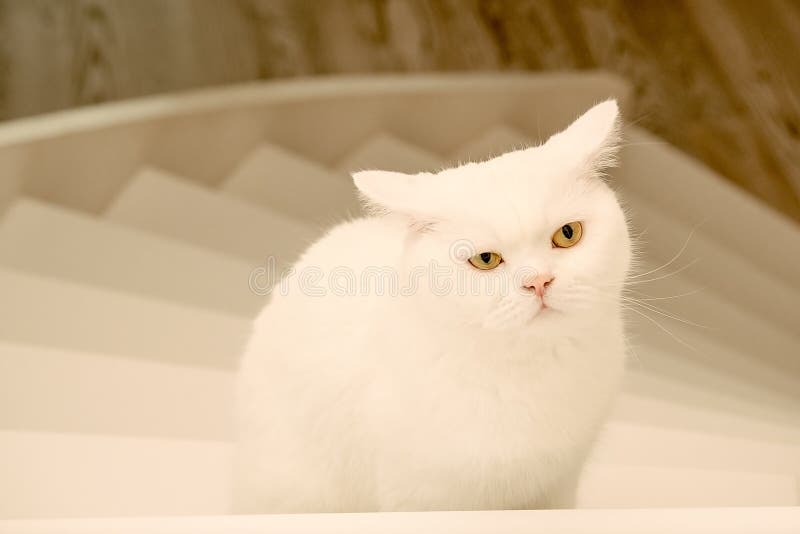 White Beautiful Fluffy Cat Sits on the Stairs and Looks at the Camera