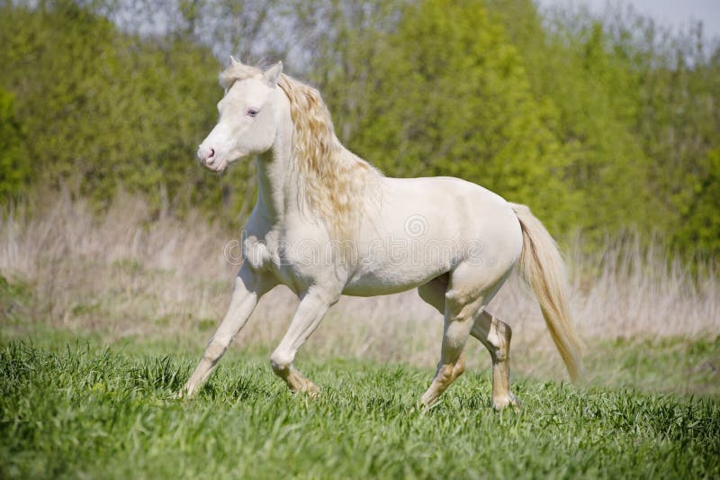 White beautiful stallion running through field royalty free stock photography