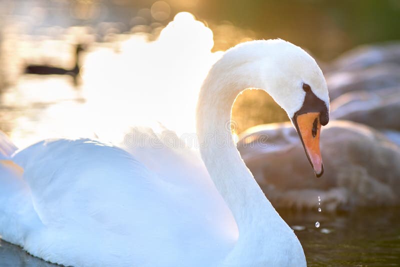 White beautiful swan swimming on lake water in summer