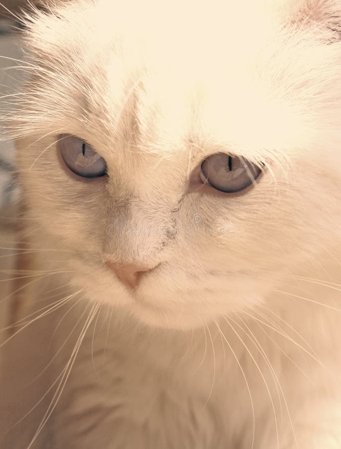 White beauty cat