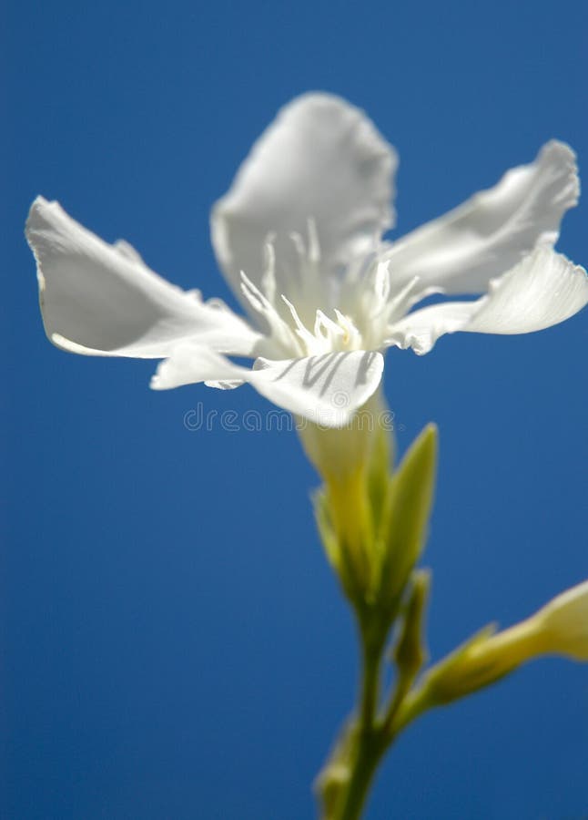 White beauty II