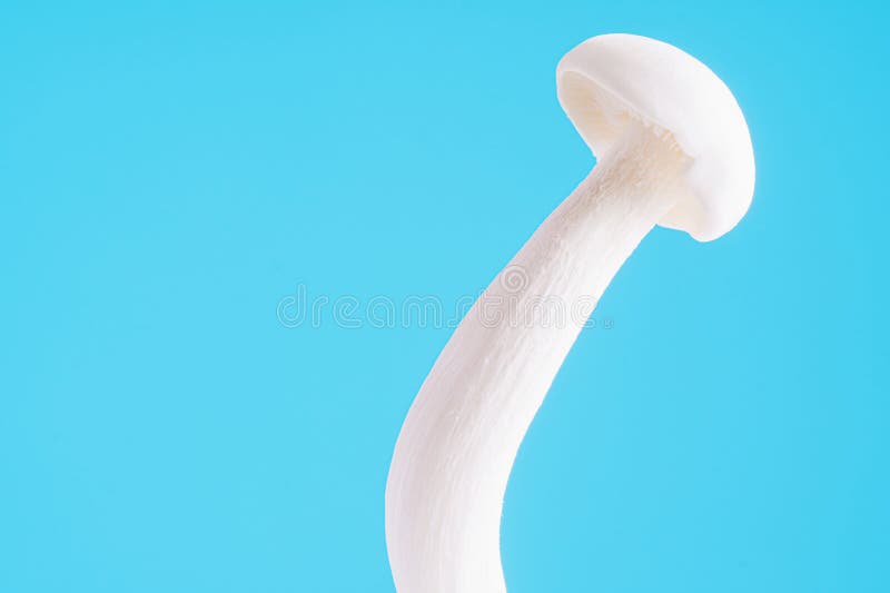 Shimeji Mushroom Cultivation Stock Photos Free & RoyaltyFree Stock