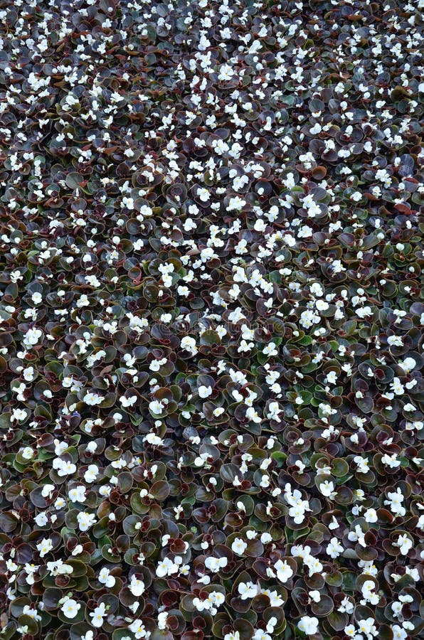 white wax begonia white wax begonia