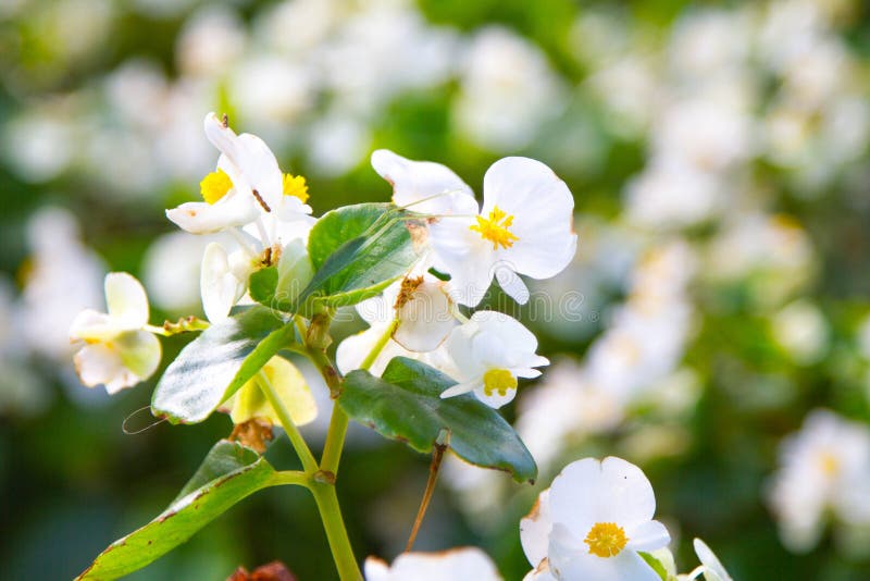 White Begonia flower stock photo. Image of begonia, flower 39761062