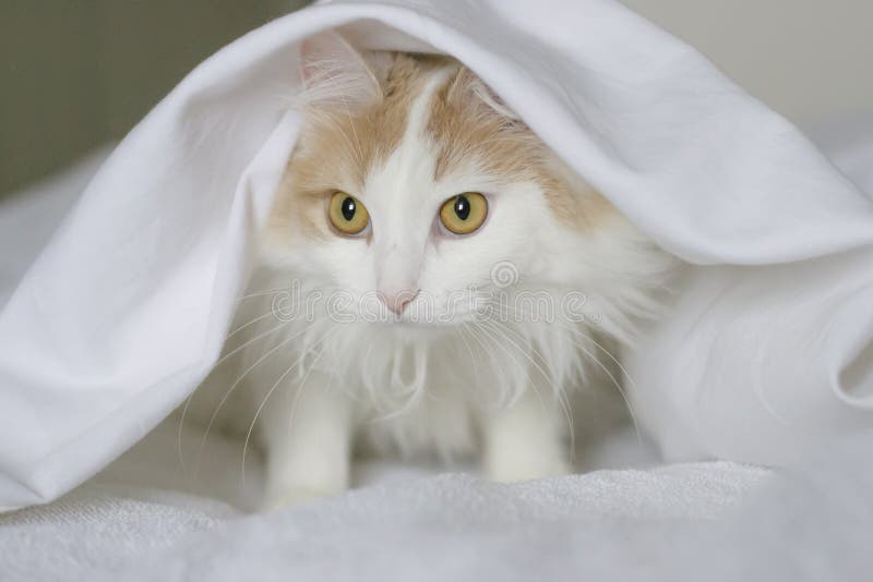 A White Beige Cat Peeks Out from Under the Covers. Closeup on a White