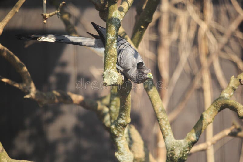 Whitebellied Blue Robin Sholicola Albiventris or Whitebellied