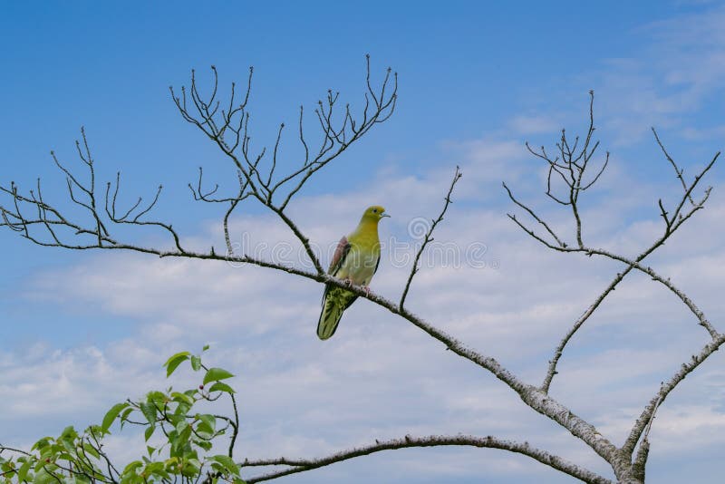 A Whitebellied Greenpigeon on a Branch of Tree Stock Image Image of