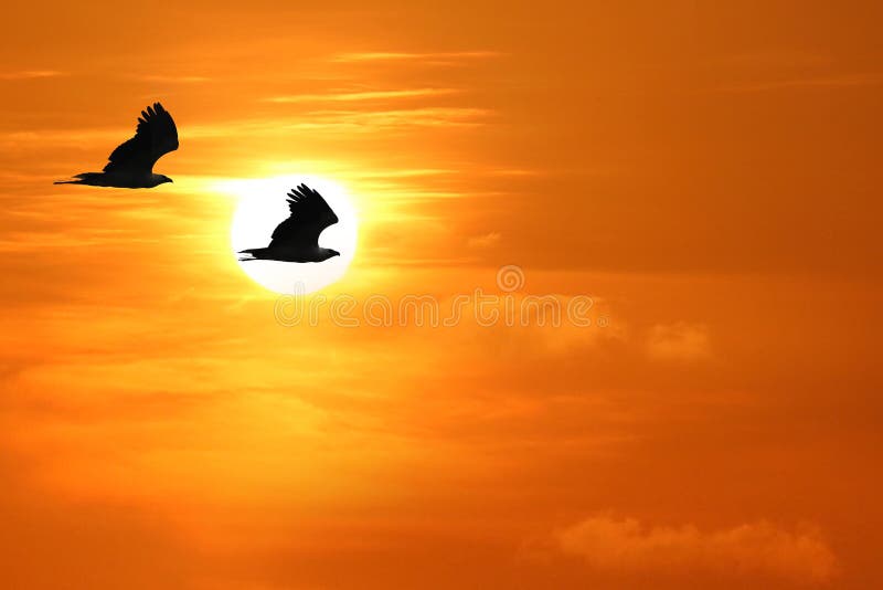 White-bellied Sea Eagle, Birds flying in the sky against a red sky sunset