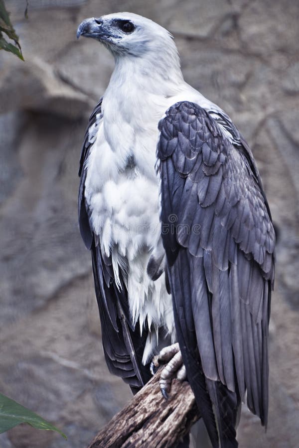 White bellied Sea Eagle Perching on Tree Trunk