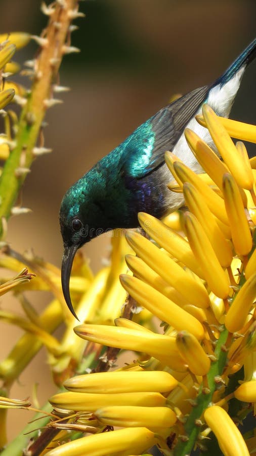 White bellied sunbird (Male)