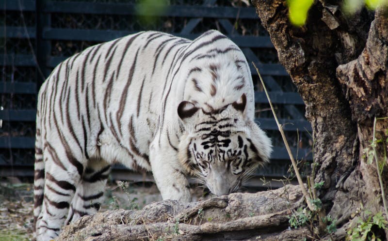 White Bengal Tiger or Bleached Tiger Zoo. Stock Photo - Image of strip ...