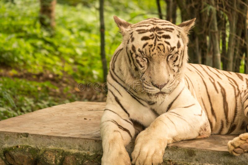 Eyes Clouded By The Tiger Tiger with Closed Eyes stock image. Image of dangerous - 12596477