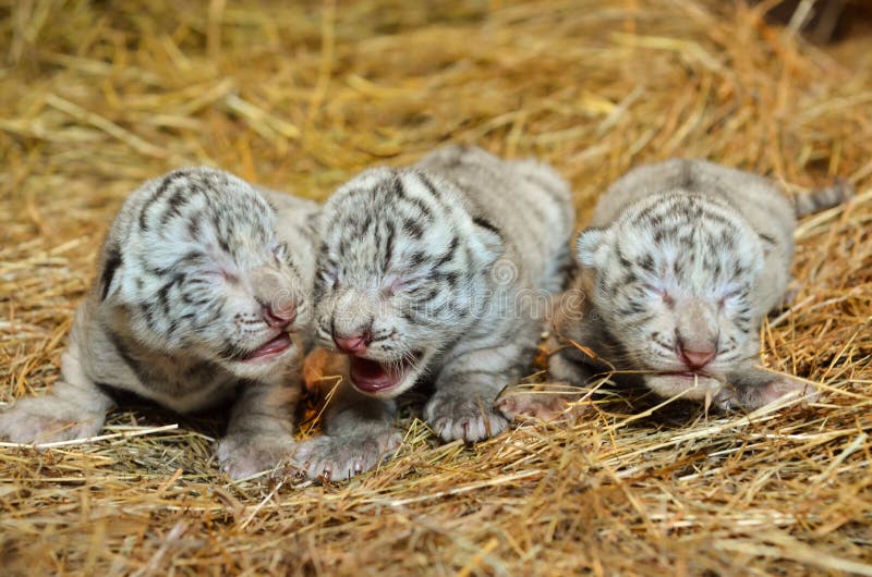 White bengal tiger cub stock photo. Image of group, furry - 34943362