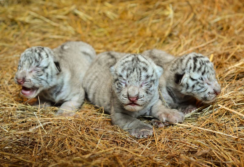 White bengal tiger cub stock image. Image of black, wildlife - 34943395