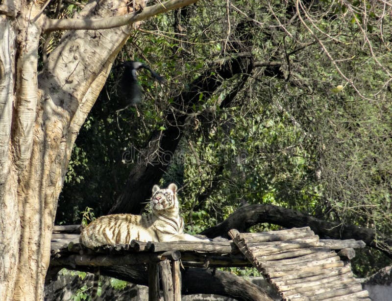 White Bengal Tiger Relaxing on a Wood Scaffold in Chatver Zoo ...