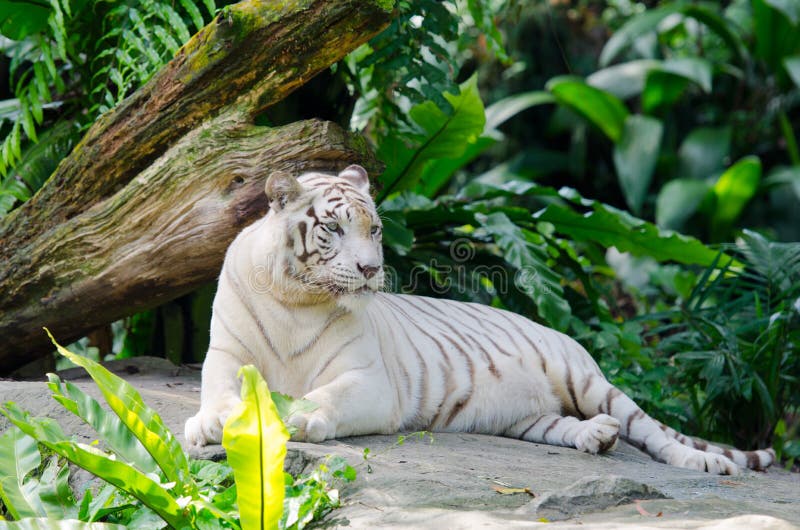 White Tiger : 5 Things you Need to Know - Taman Safari Bali