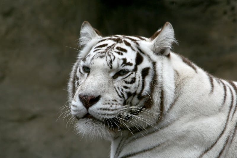 Il bianco tigre bengalese guardare lontano nel buio di un fondo roccioso.