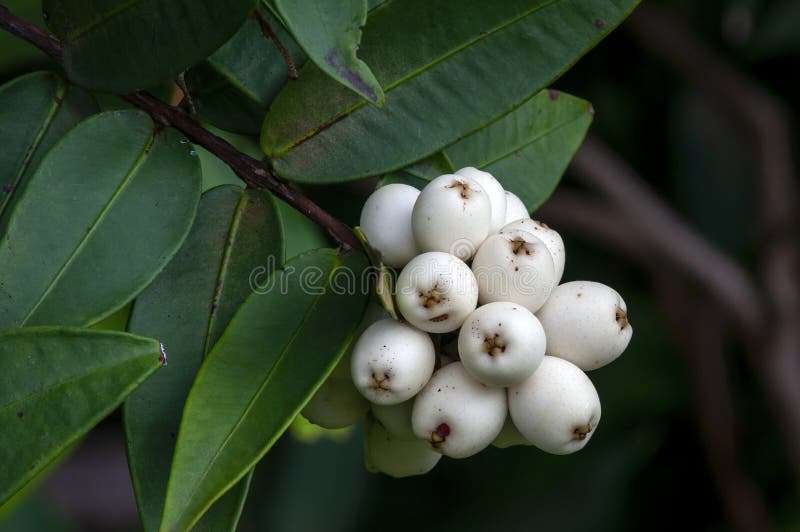 White Berries of Austromyrtus Dulcis or Midgen Berry Tree Stock Image -  Image of green, silky: 275058149