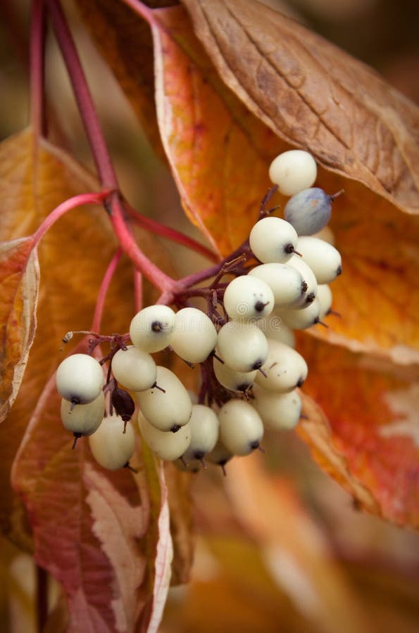 White berry stock photo