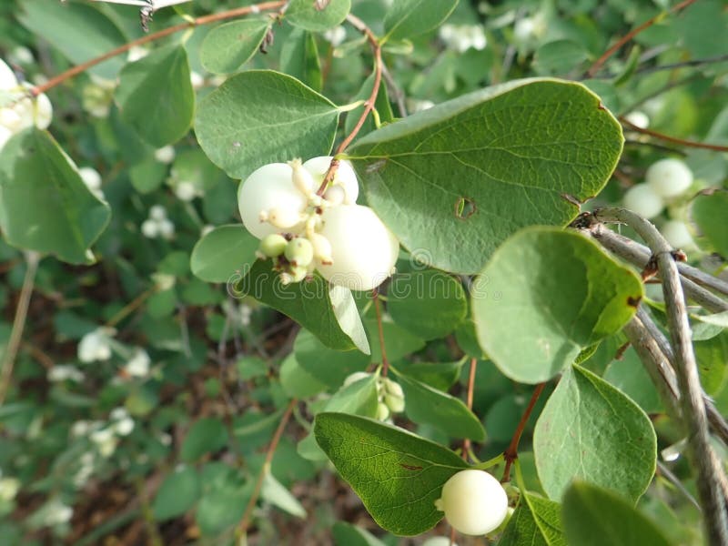 White Berry on a Green Bush Branch Stock Photo Image of tree, zoom 155478878