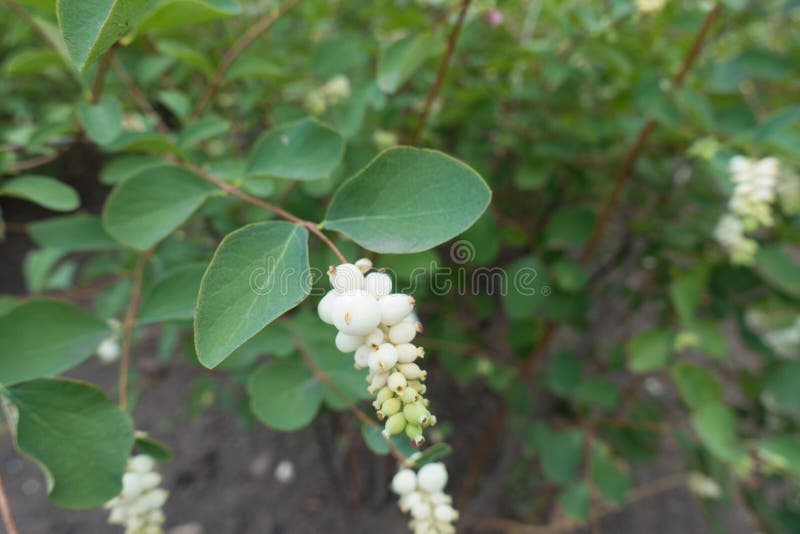 White berry-like drupes of Symphoricarpos albus stock images