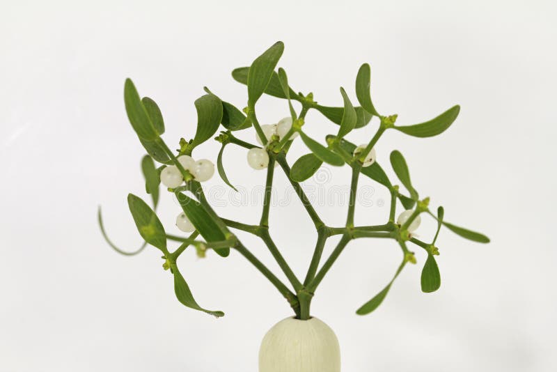 White berry mistletoe shown in detail stock photo