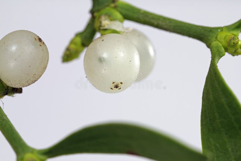 White berry mistletoe shown in detail stock photography