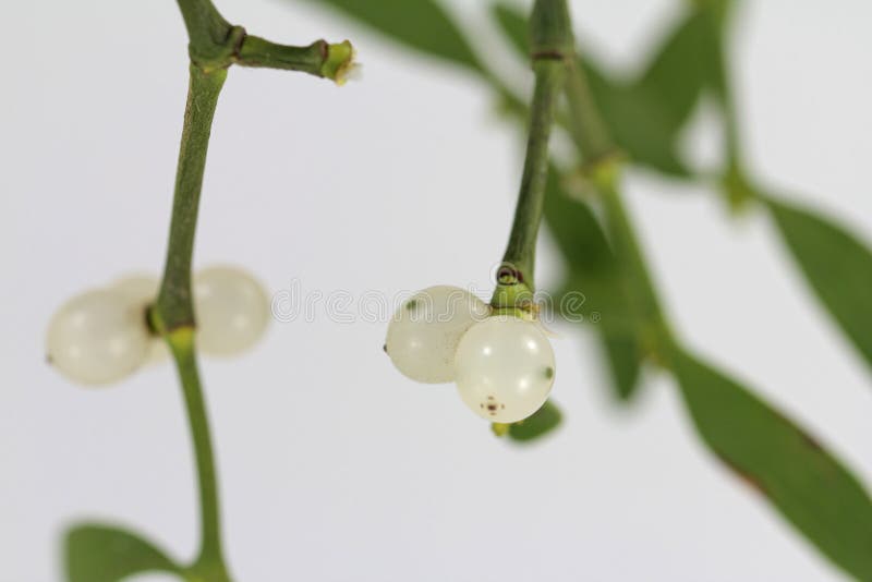 White berry mistletoe shown in detail royalty free stock photo