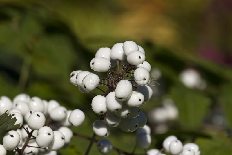White berry stock photos