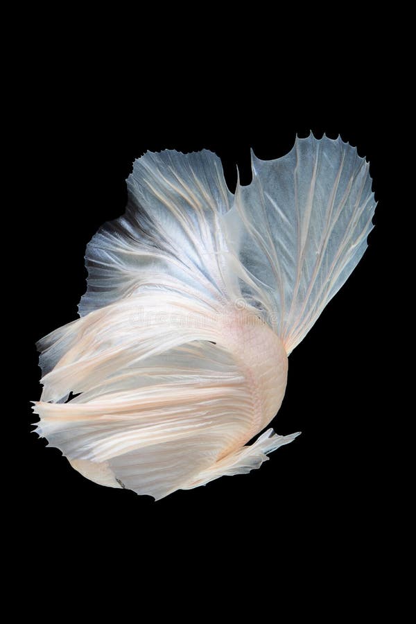 White Betta Fish Moving Moment Beautiful Fancy Halfmoon Betta, Fighting ...