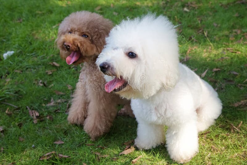 White bichon frise and brown miniature poodle
