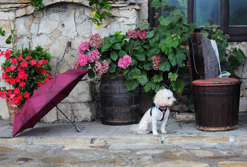 Bichon Umbrella - Single Bichon Umbrella - Single