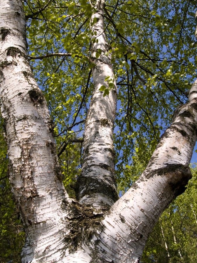 Big beauty birch tree blue sky, spring time. Big beauty birch tree blue sky, spring time.