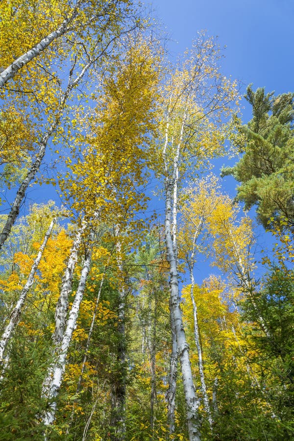 White Birch Trees (Betula papyrifera) in Autumn Against a Blue S