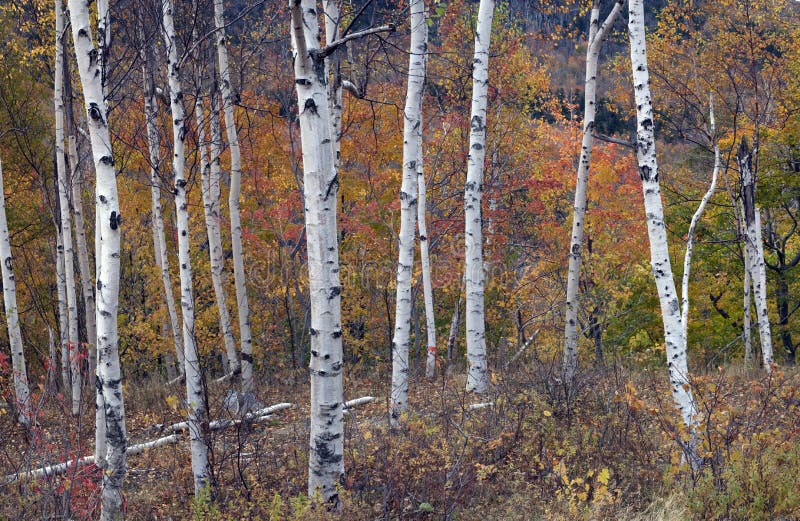 White birches against the colored leaves