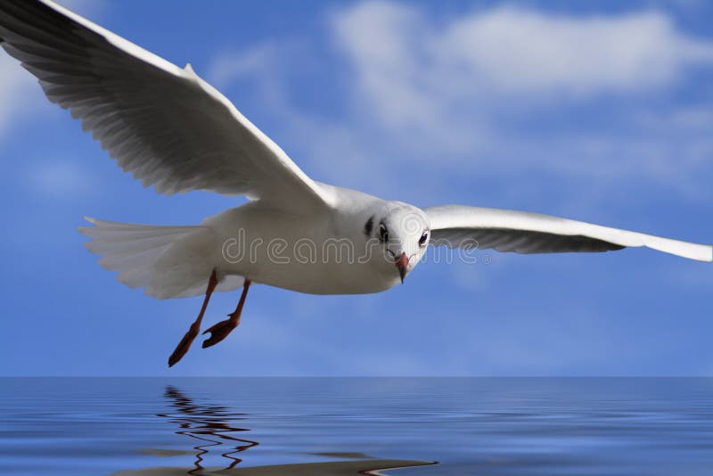 White Bird stock illustration